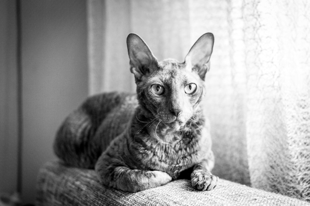 Кот по имени Семён