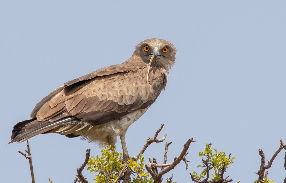 The Eagle has landed.