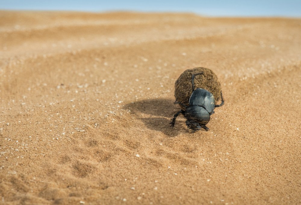 Сизиф / Sisyphus