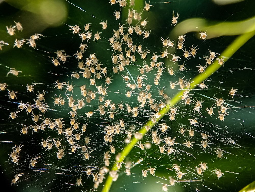 the unity baby spider