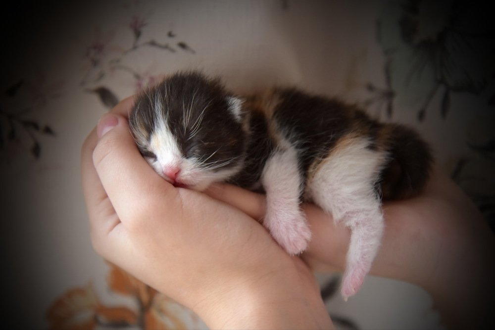 Одна неделька малышу