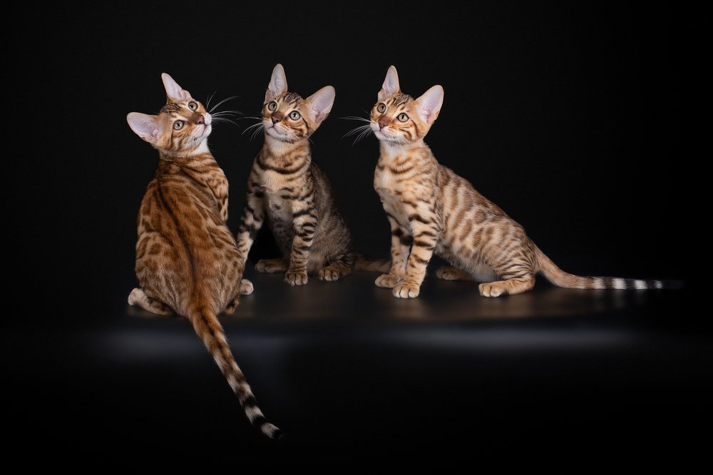 За миг до прыжка )