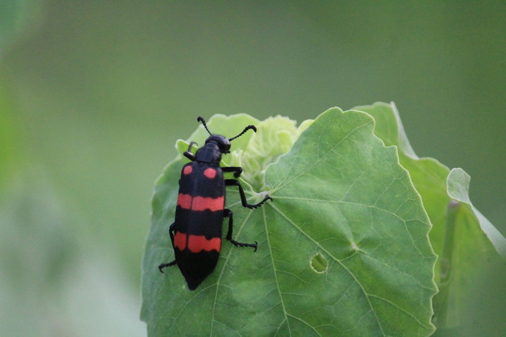 red bug