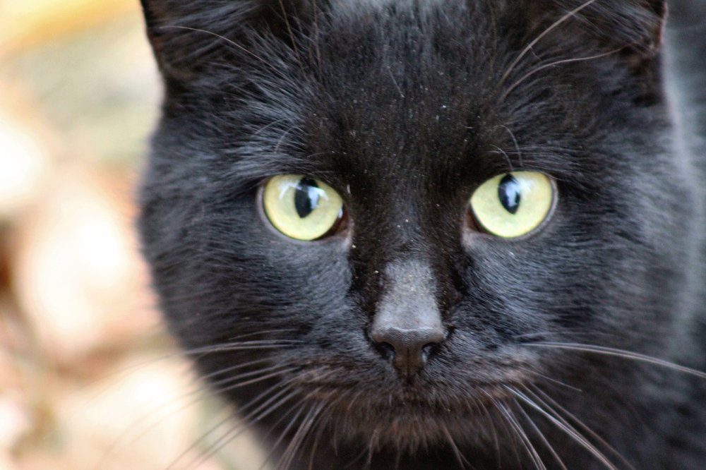 Photograph by Elena Khalizova