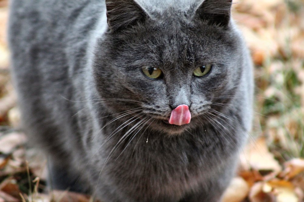 Photograph by Elena Khalizova