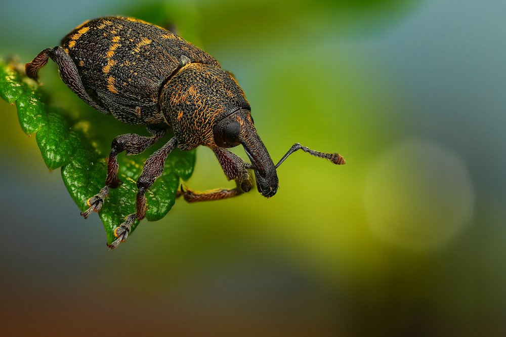 Долгоносик большой сосновый