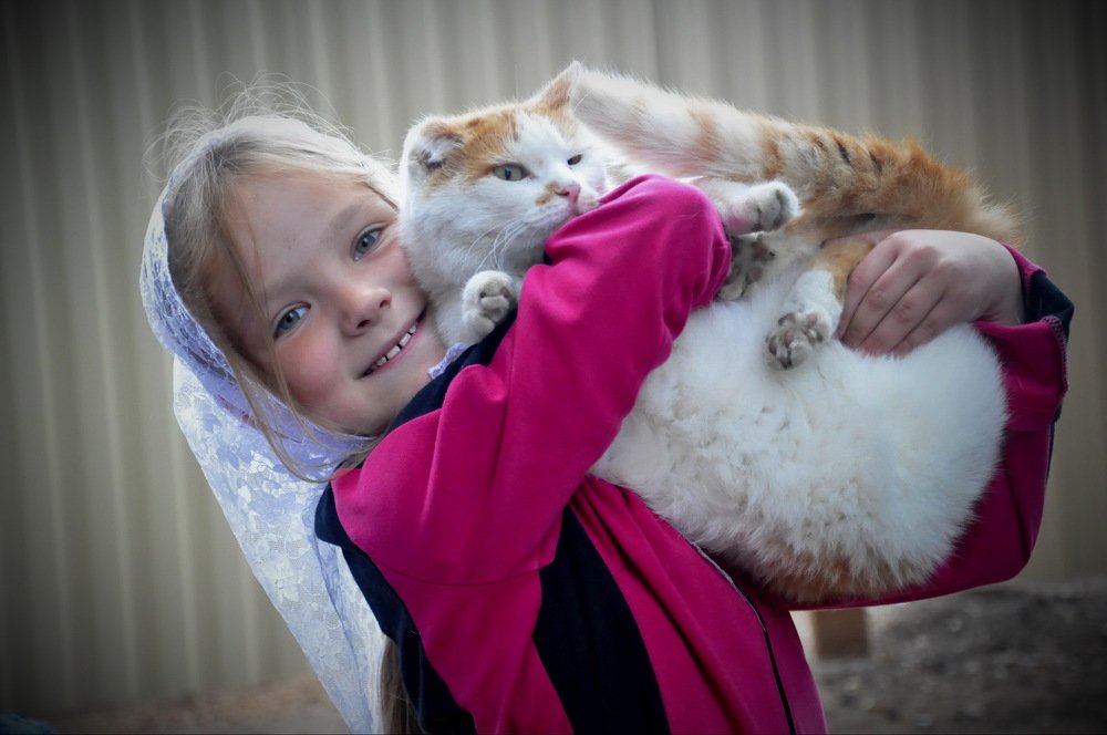 Любимый котик