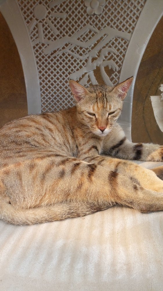 Sleeping cat