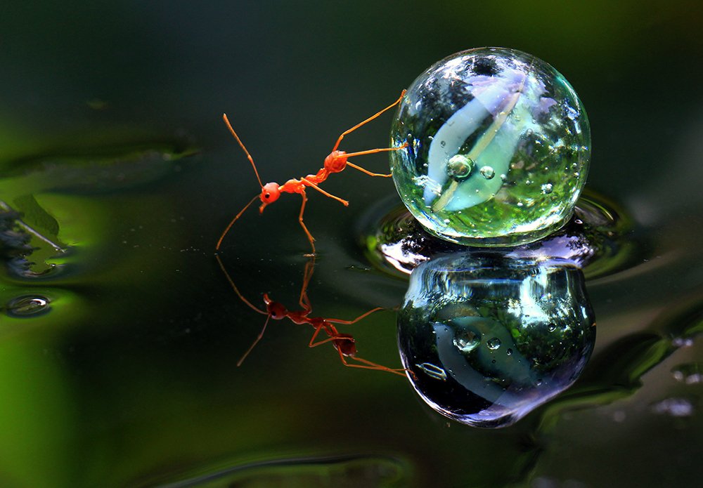 Ant Macro