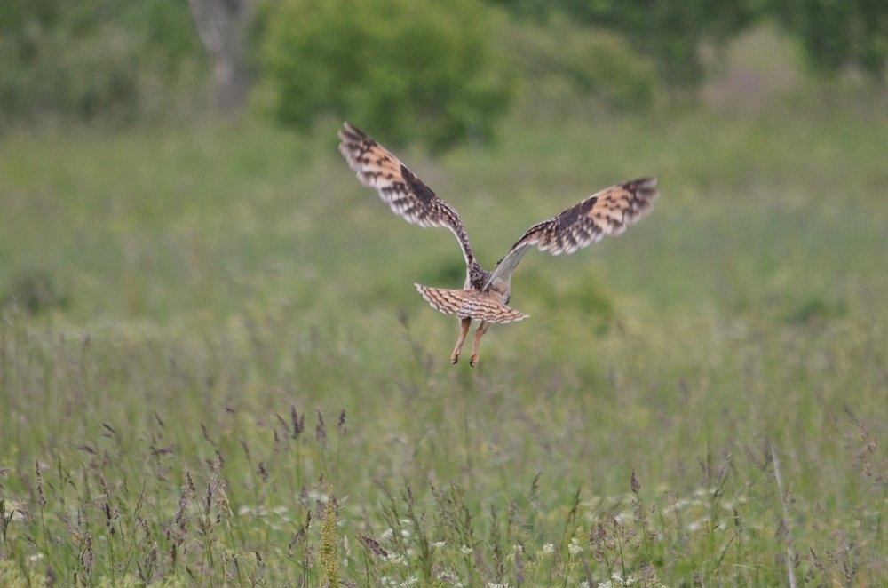сова на охоте