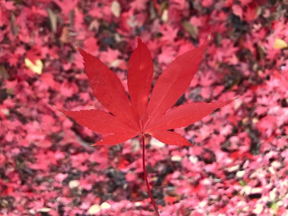 Photograph by Olga Thomas