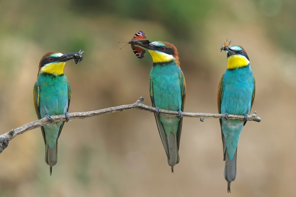 Меню на обед