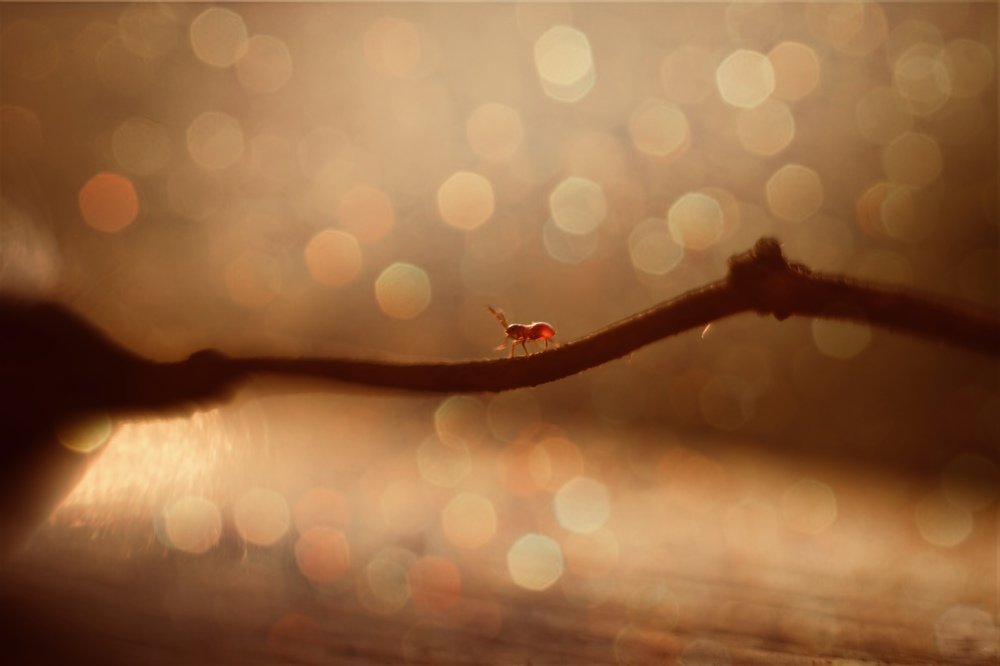 Photograph by Olga Thomas