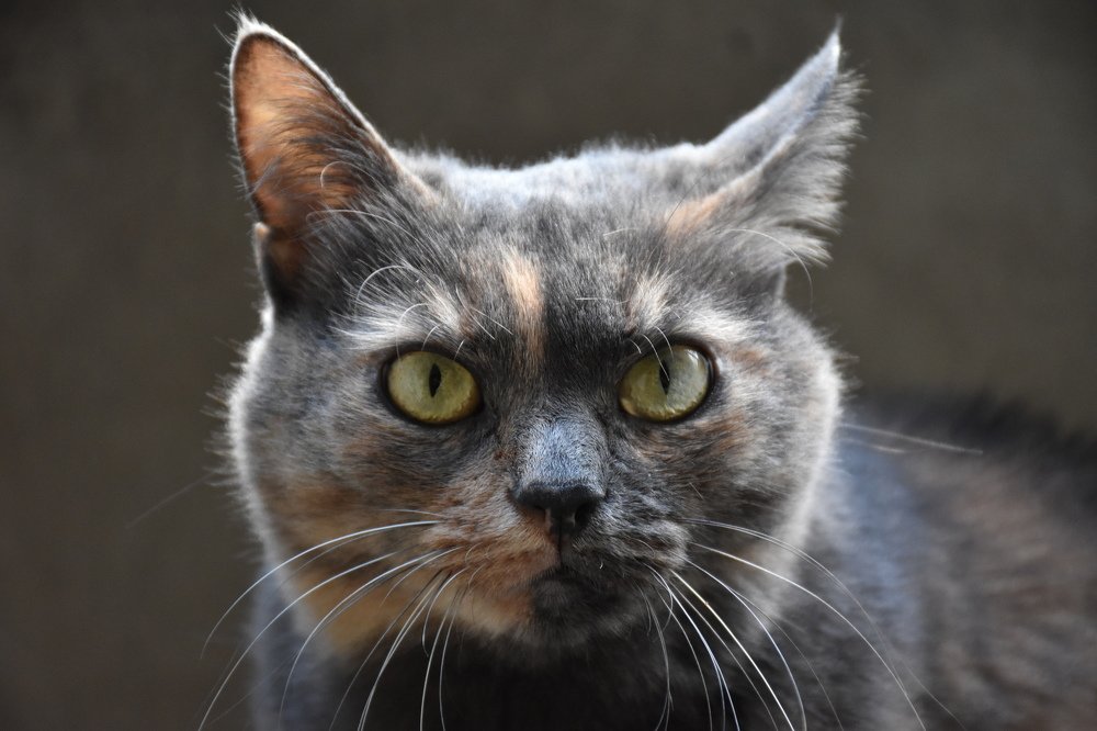 Моя любимица