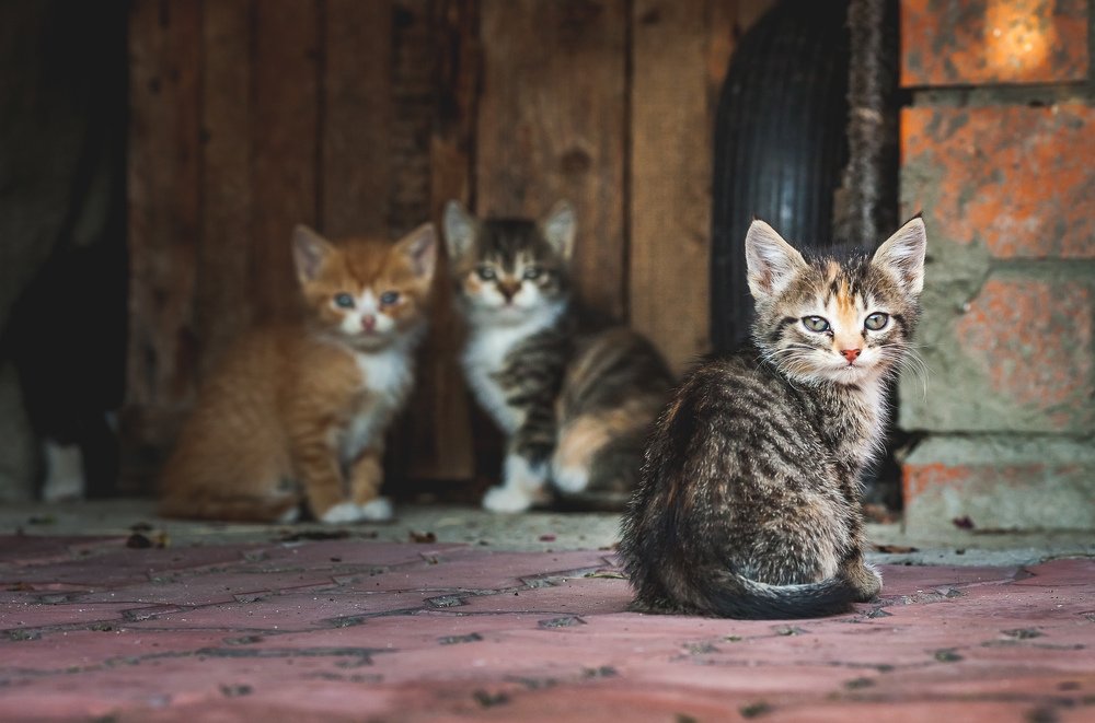 Photograph by Сергей Крюков