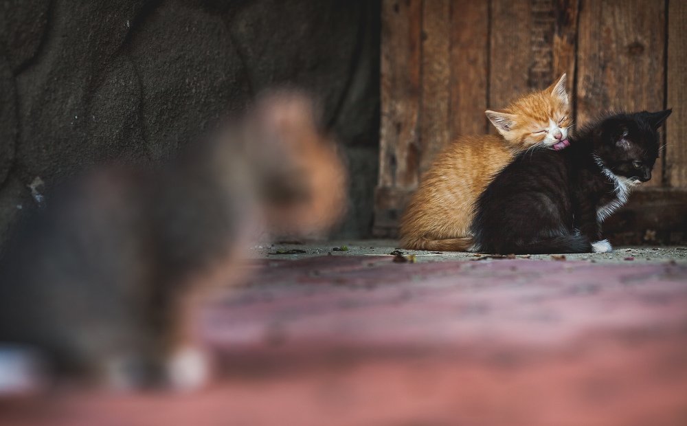 Photograph by Сергей Крюков