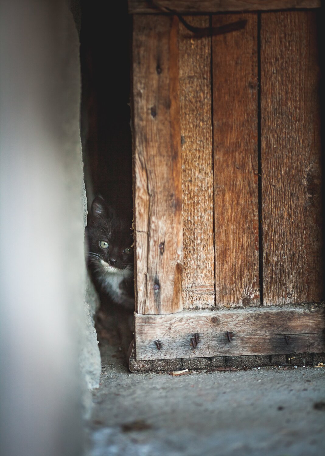 Photo #3390200