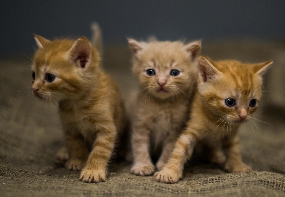 Три Богатыря