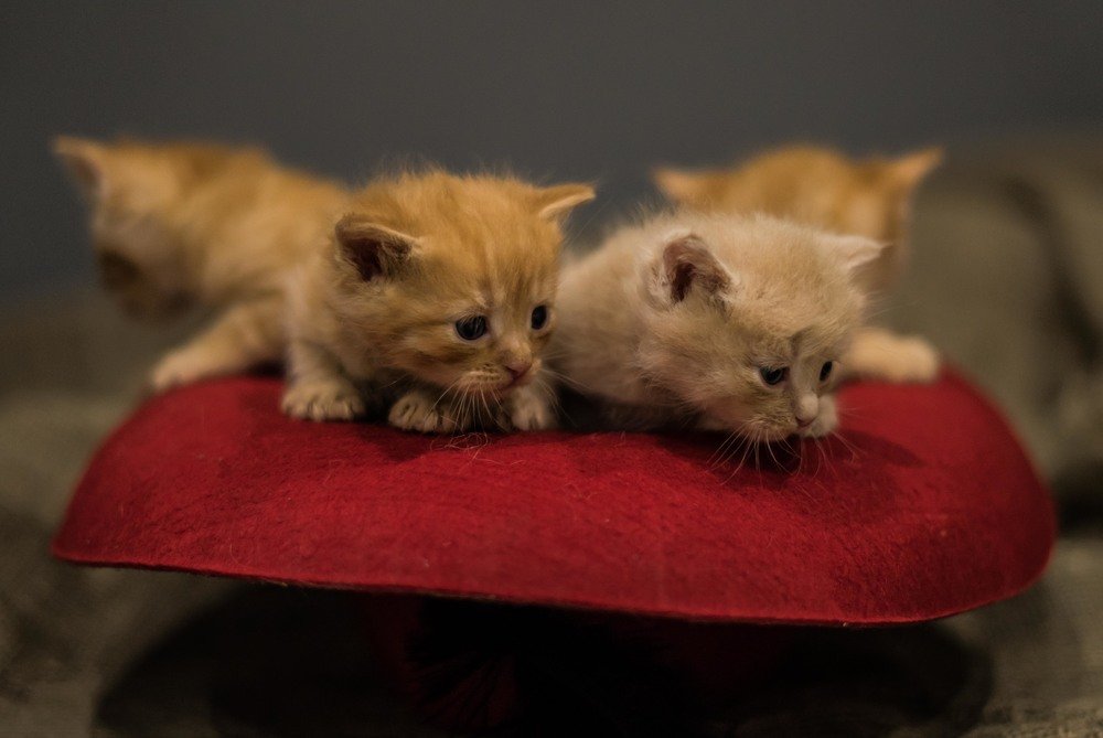 все в одной шляпе