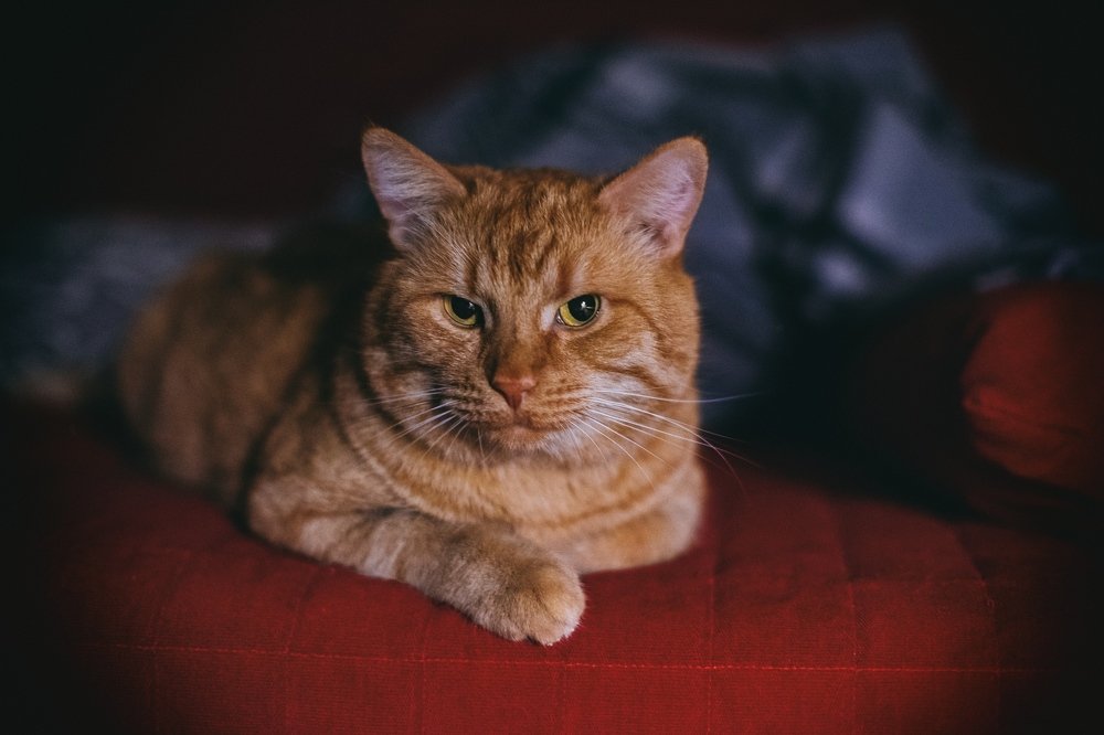 Внимательный слушатель