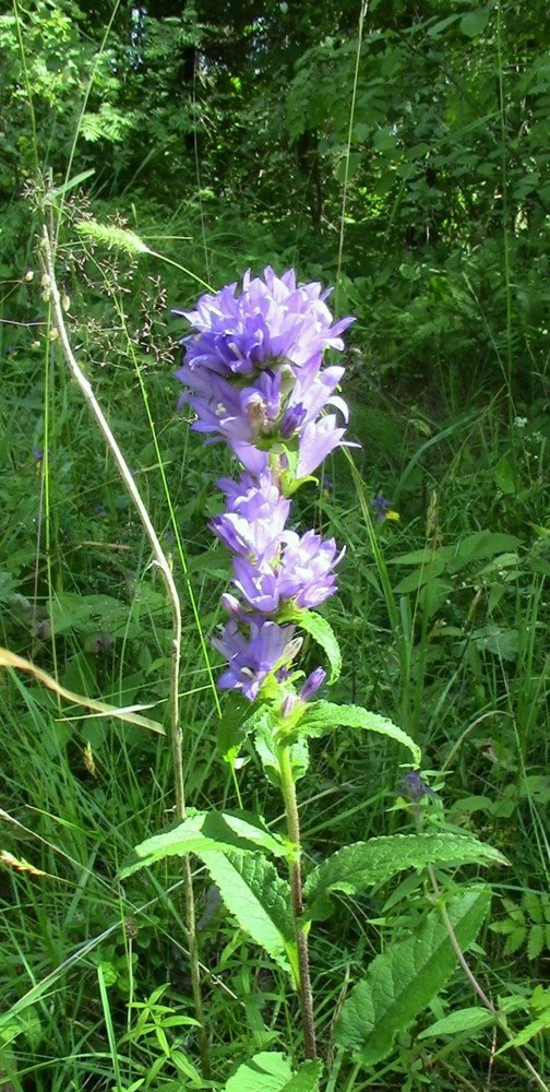 Полевой цветок.