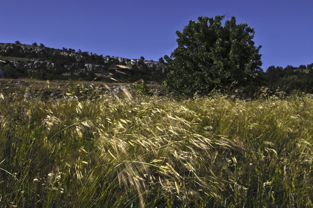 Дикие ветра Ай-Петри