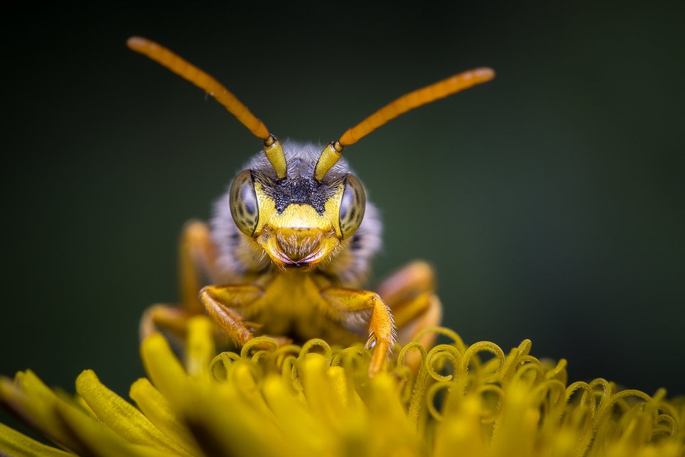 Disturbed on the flower
