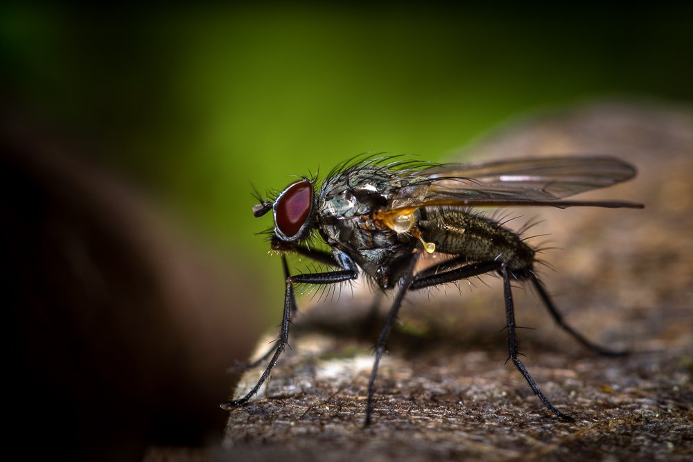 Musca domestica