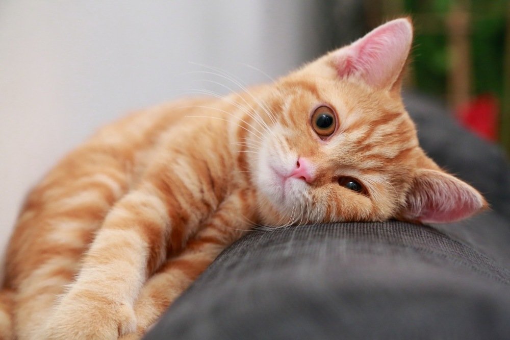 Kitty