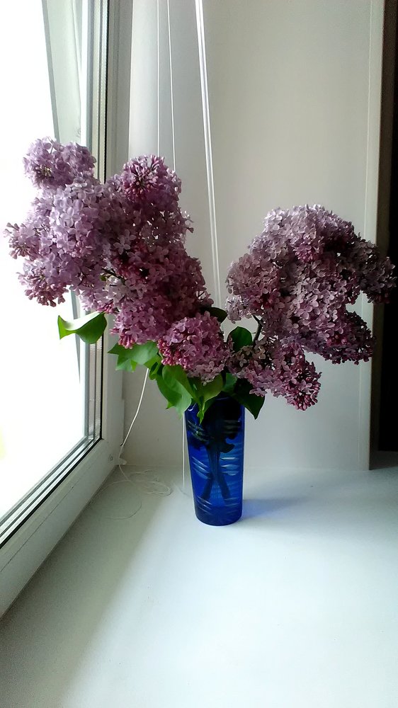 Сирень на День рождение