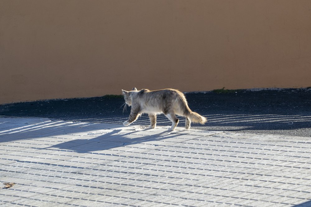 Кот в закатных лучах солнца