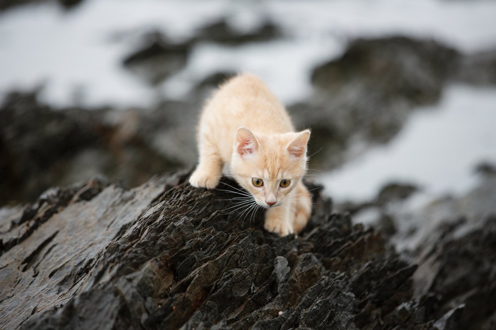 Photograph by Андрей Одинцов