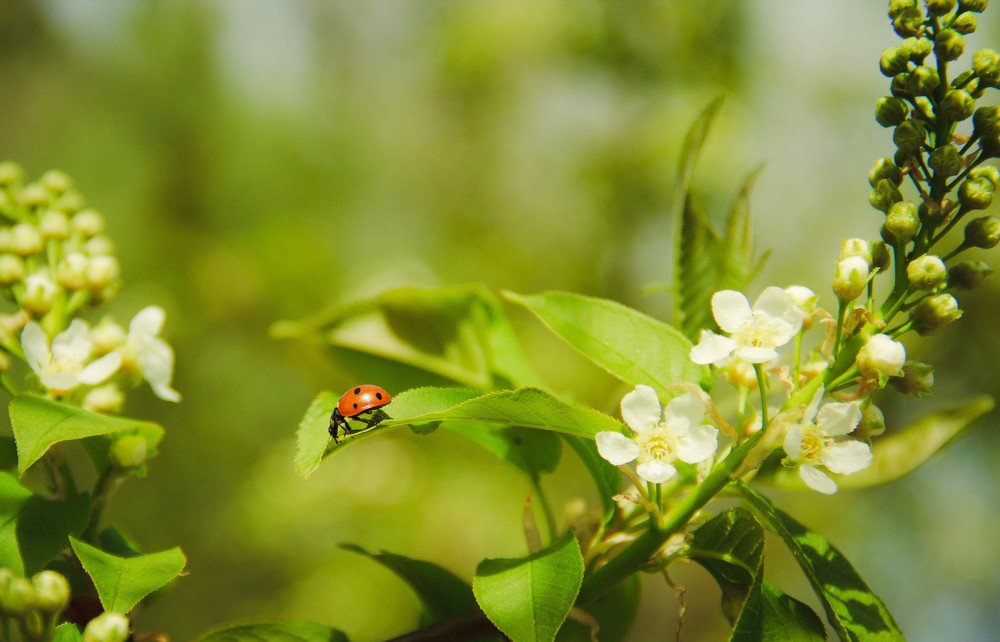 Божья коровка