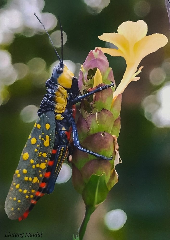 Grasshopper in dreams