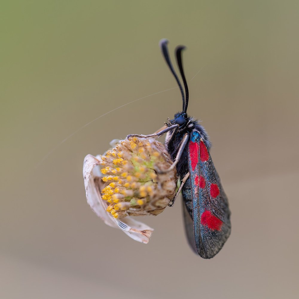 Портрет пестрянки