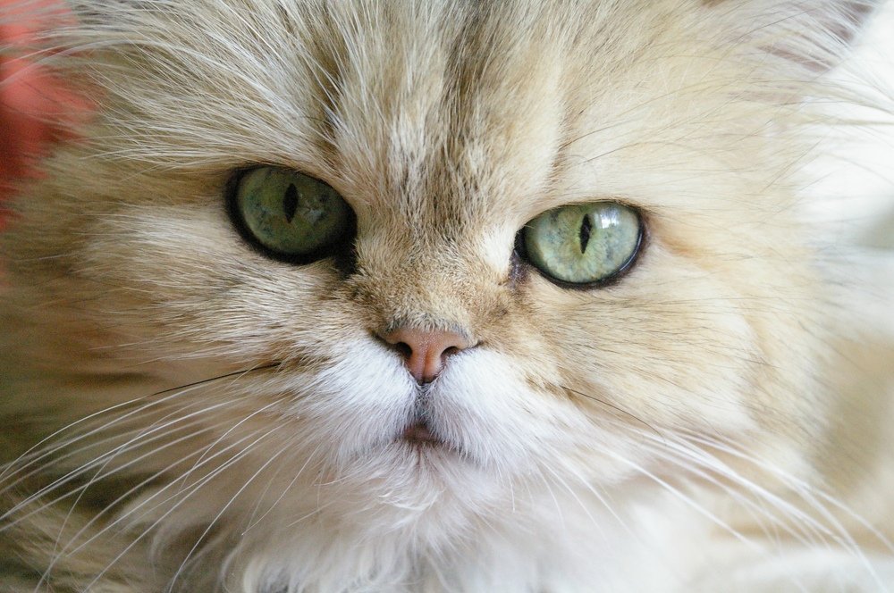 Photograph by Екатерина