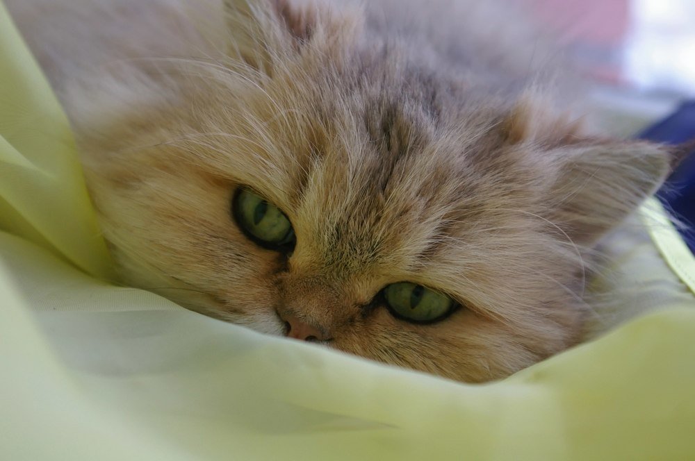 Photograph by Екатерина