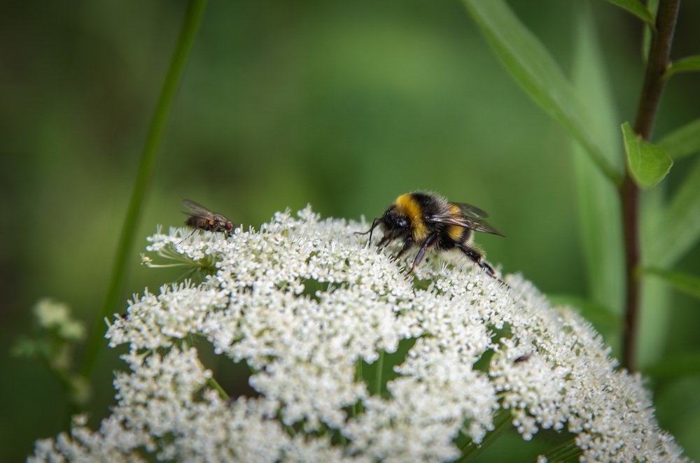 Обед насекомых