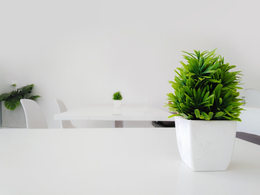 green plant and white table