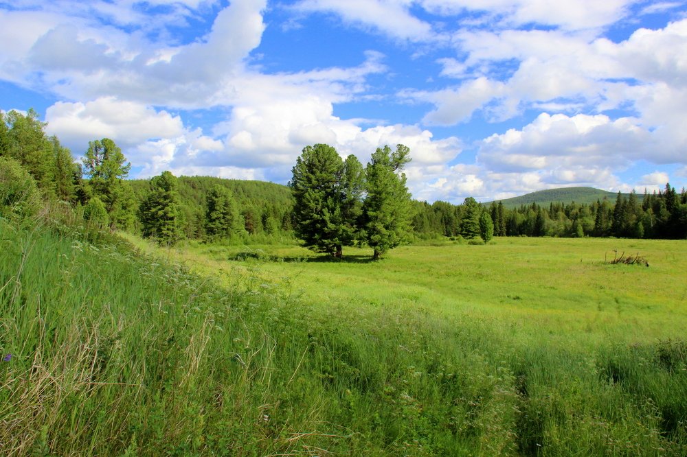 На Баронском. Вековые кедры.