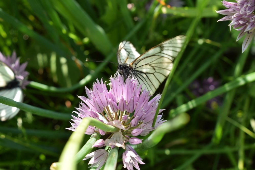 Бабочка-капустница