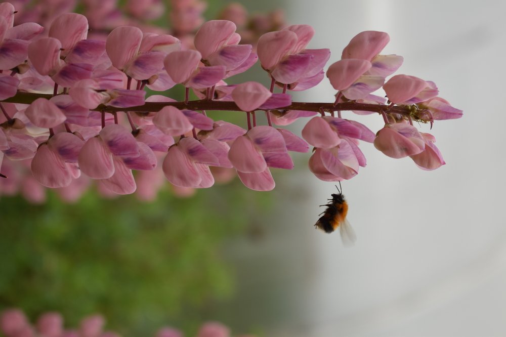 Шмель в полете