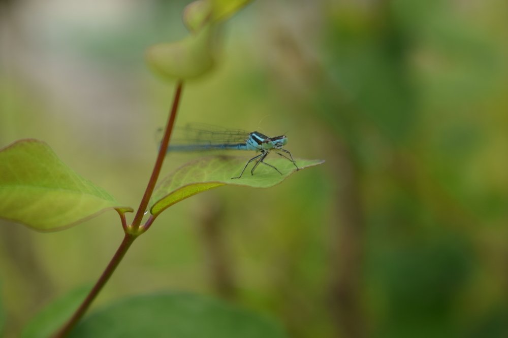 Прогулка стрекозы
