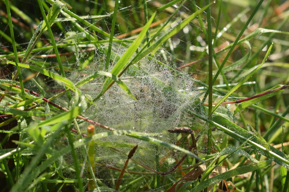 Роса на паутине