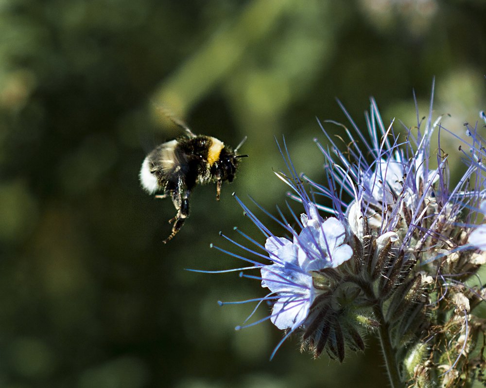 A bumblebee in flight