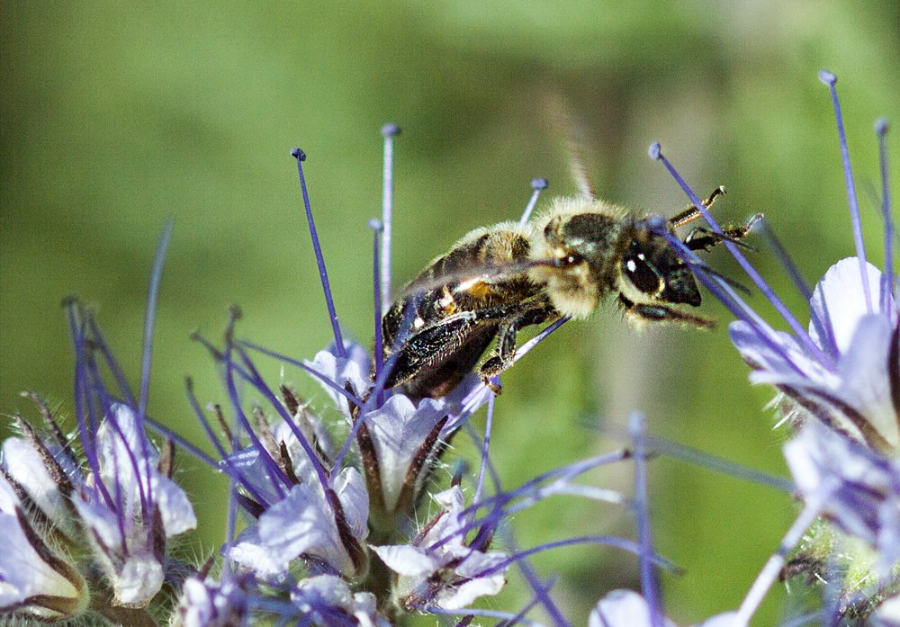 Bee in summer meadow