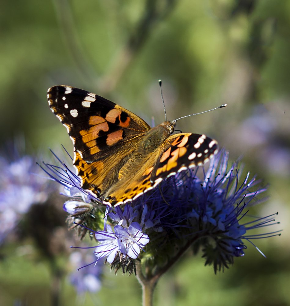 Butterfly and flower