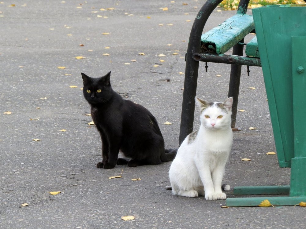 Photograph by Елена Лапина