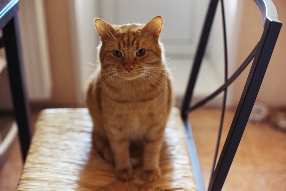 Штатный психолог