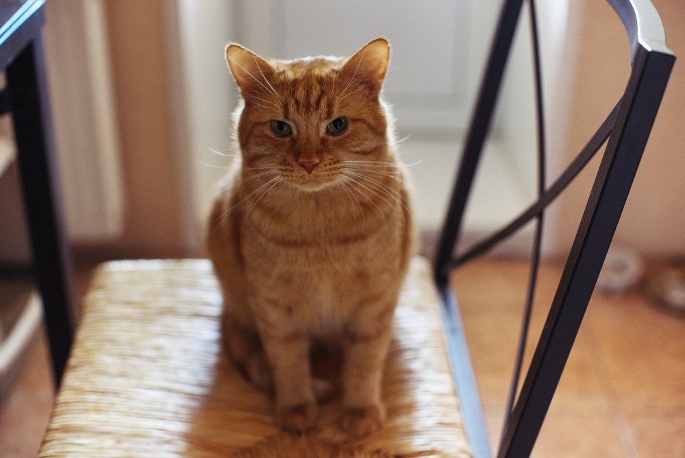 Штатный психолог